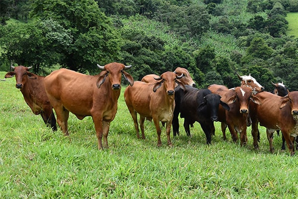  COVID-19 increased cattle rustling