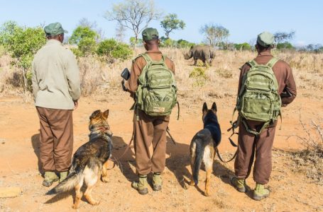 eSwatini where wildlife matters more than human’s