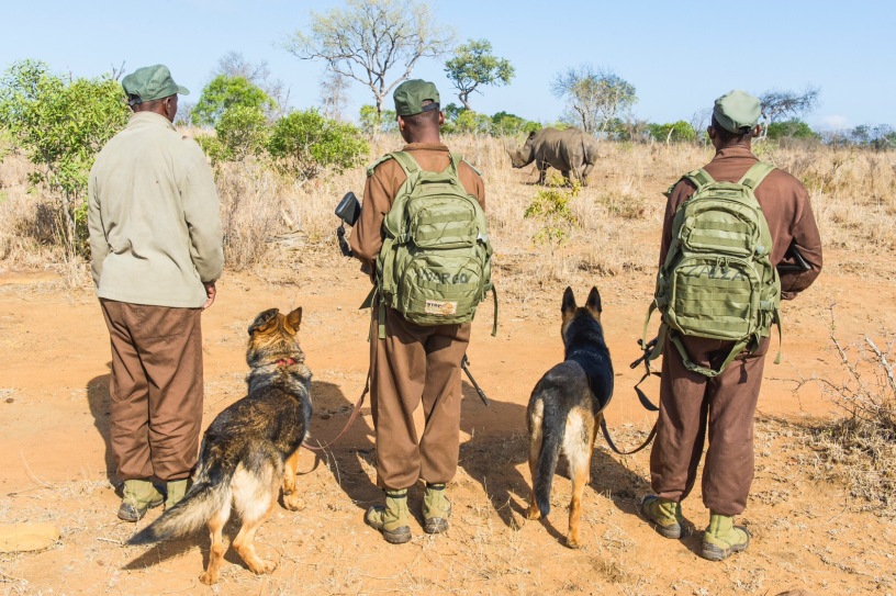  eSwatini where wildlife matters more than human’s